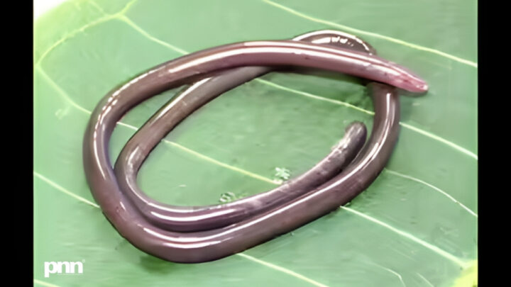 2026 Gegeneophis valmiki Discovery: Rare Amphibian Unearthed in India